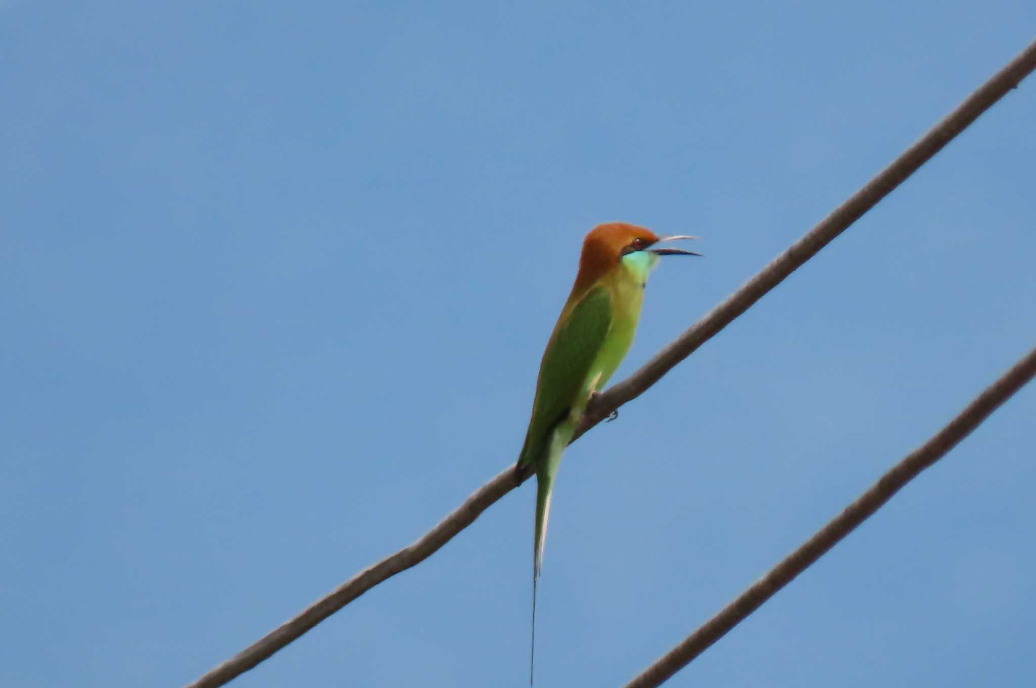 Photo of Asian Green Bee-eater at Doi Wiang Pha National Park by span265