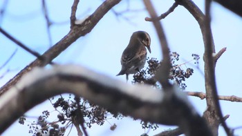 ツグミ 旭山記念公園 2020年11月23日(月)