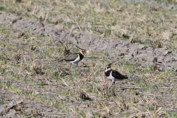 2020年11月21日(土) 五主海岸の野鳥観察記録