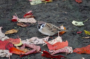 スズメ 豊平公園(札幌市) 2020年10月30日(金)