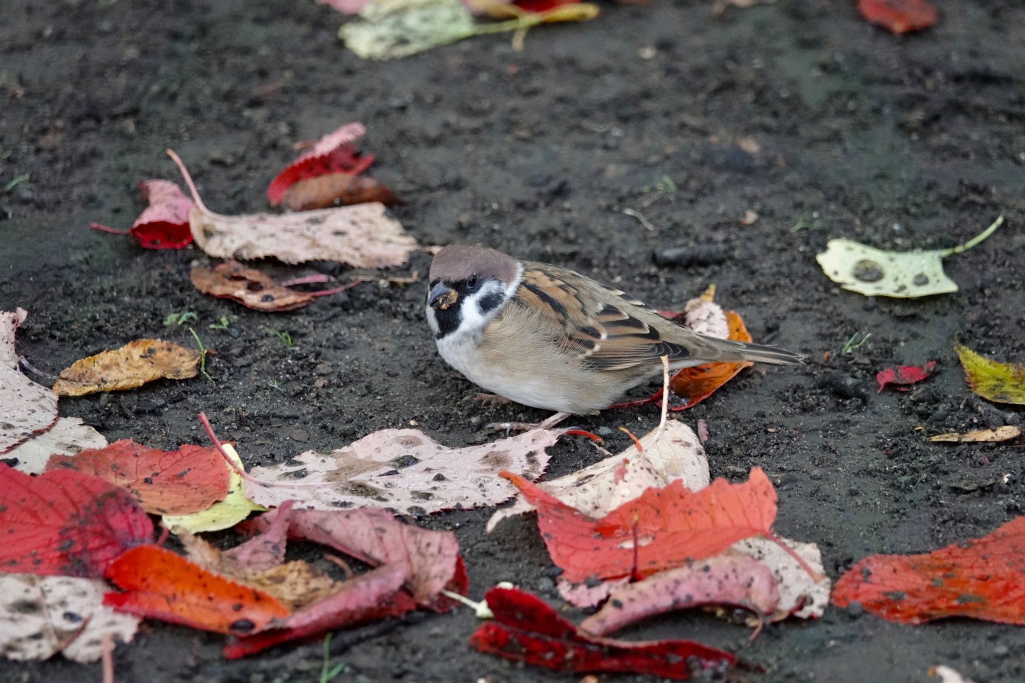 豊平公園(札幌市) スズメの写真 by のどか