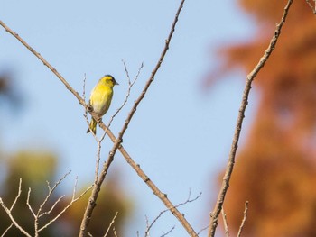 2020年11月22日(日) 水元公園の野鳥観察記録