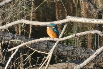 2020年11月23日(月) 赤羽自然観察公園の野鳥観察記録