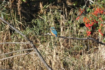 Common Kingfisher 赤羽自然観察公園 Mon, 11/23/2020