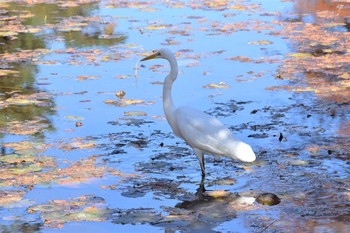 ダイサギ 神代植物公園 2020年11月23日(月)