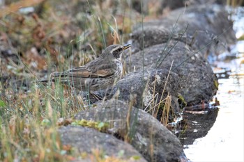 2020年11月23日(月) 神代植物公園の野鳥観察記録