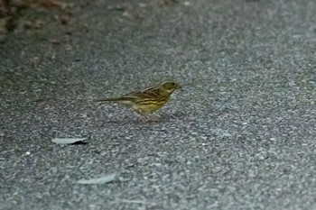 2020年11月13日(金) 静岡県伊東市八幡野の野鳥観察記録