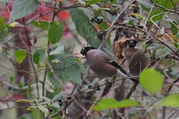 2020年11月23日(月) 石神井公園の野鳥観察記録