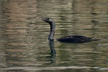 2020年10月31日(土) 小樽港の野鳥観察記録