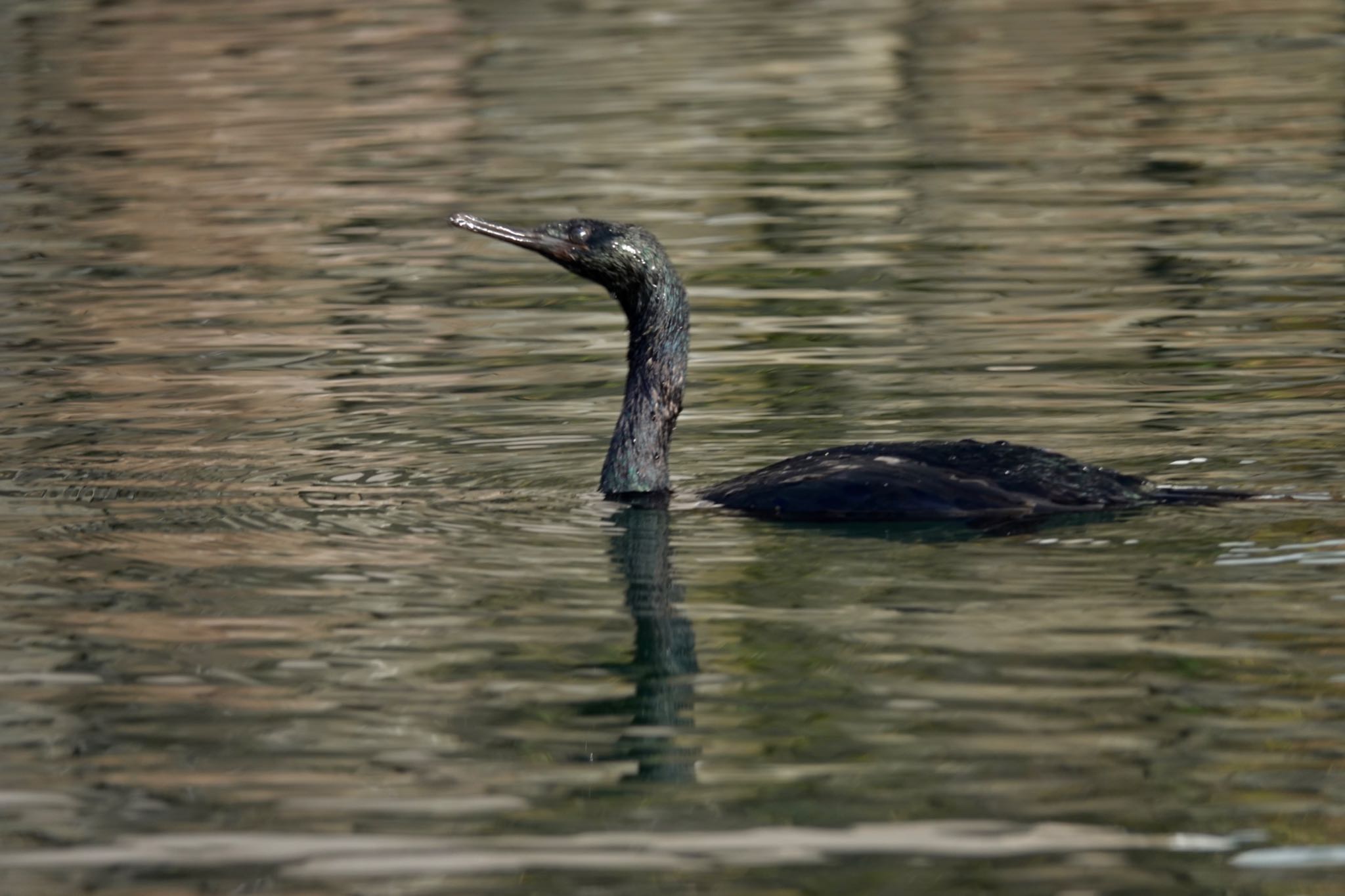 Pelagic Cormorant