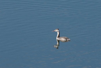 カンムリカイツブリ 場所が不明 2016年10月16日(日)