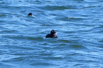 White-winged Scoter 日の出三番瀬沿い緑道 Mon, 11/23/2020