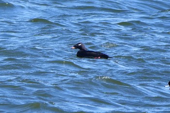 White-winged Scoter 日の出三番瀬沿い緑道 Mon, 11/23/2020