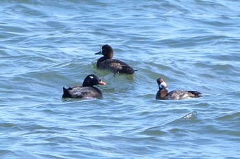 White-winged Scoter 日の出三番瀬沿い緑道 Mon, 11/23/2020