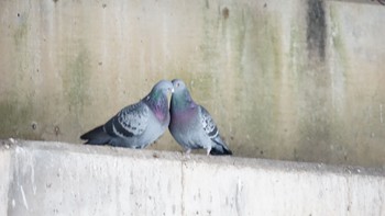 2020年11月23日(月) 芝川第一調節池(芝川貯水池)の野鳥観察記録