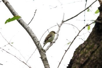 キビタキ 東京大学附属植物園 2016年10月16日(日)