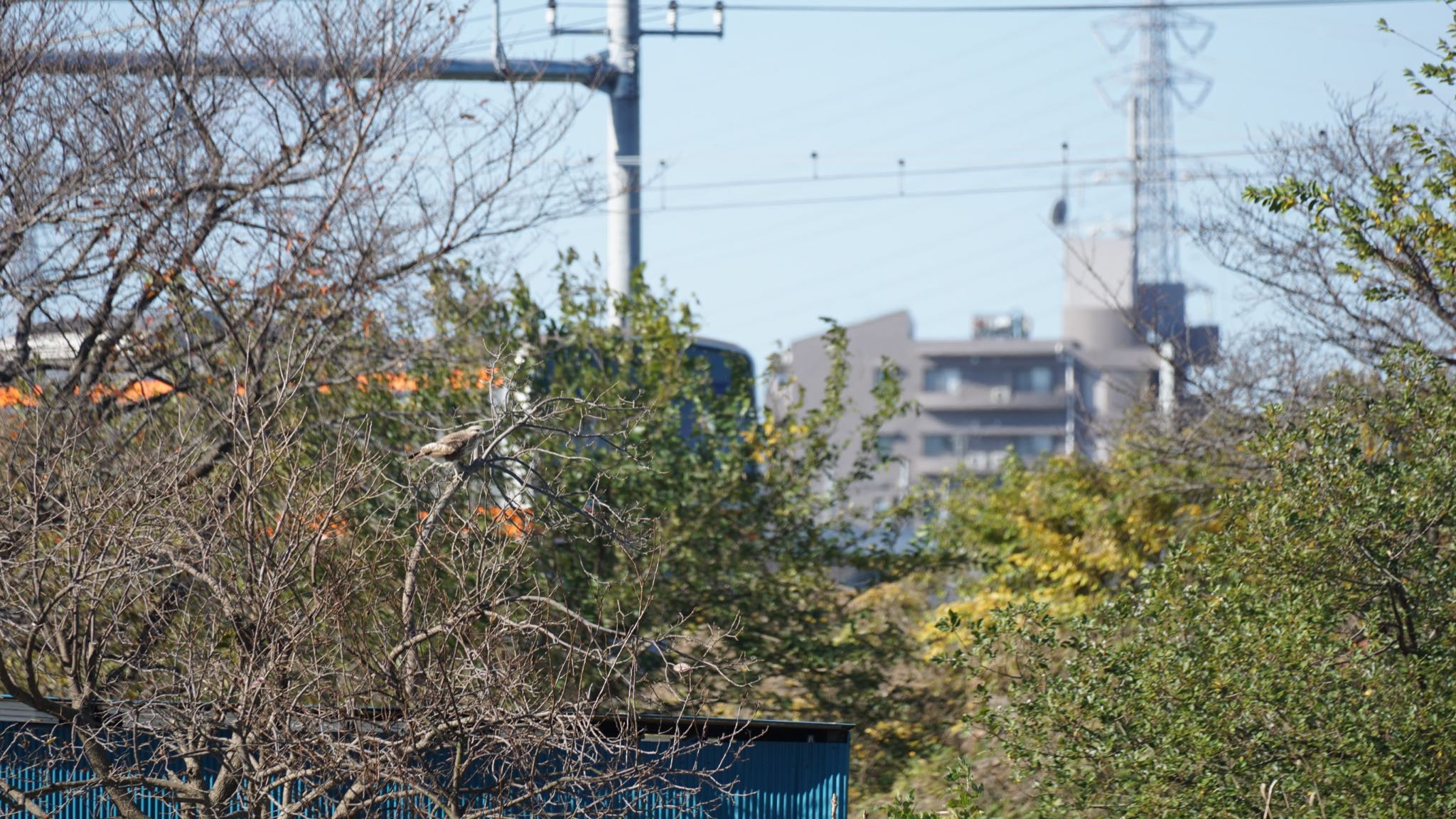 芝川第一調節池(芝川貯水池) ノスリの写真 by ツピ太郎