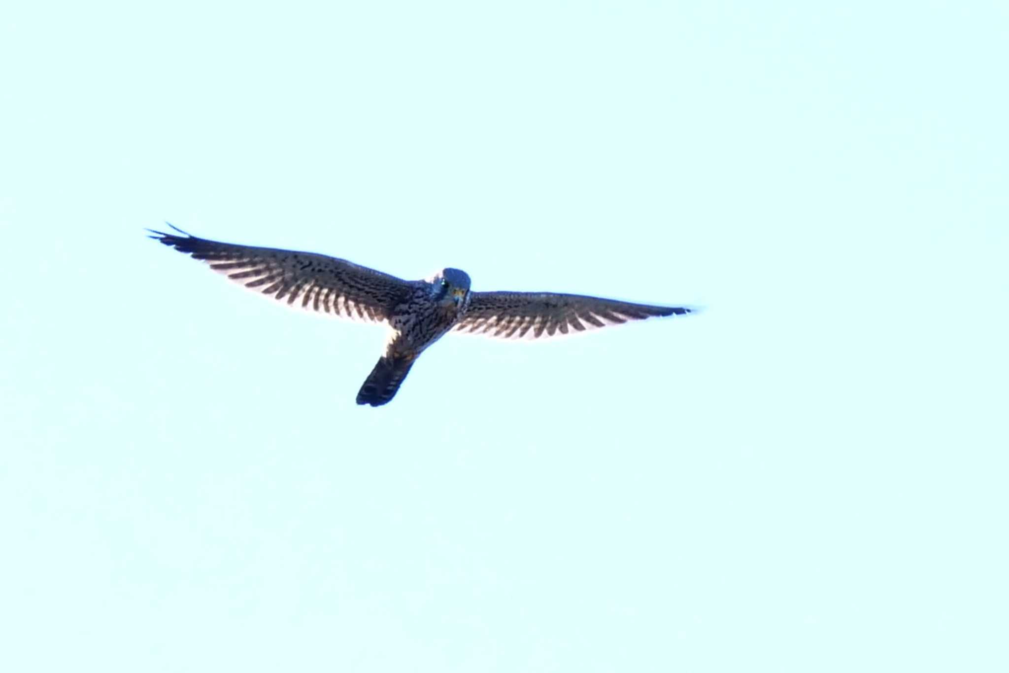 Photo of Common Kestrel at 日の出三番瀬沿い緑道 by ぴくるす