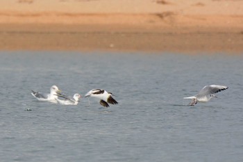 Pied Avocet 鈴鹿川派川河口 Sun, 12/28/2014