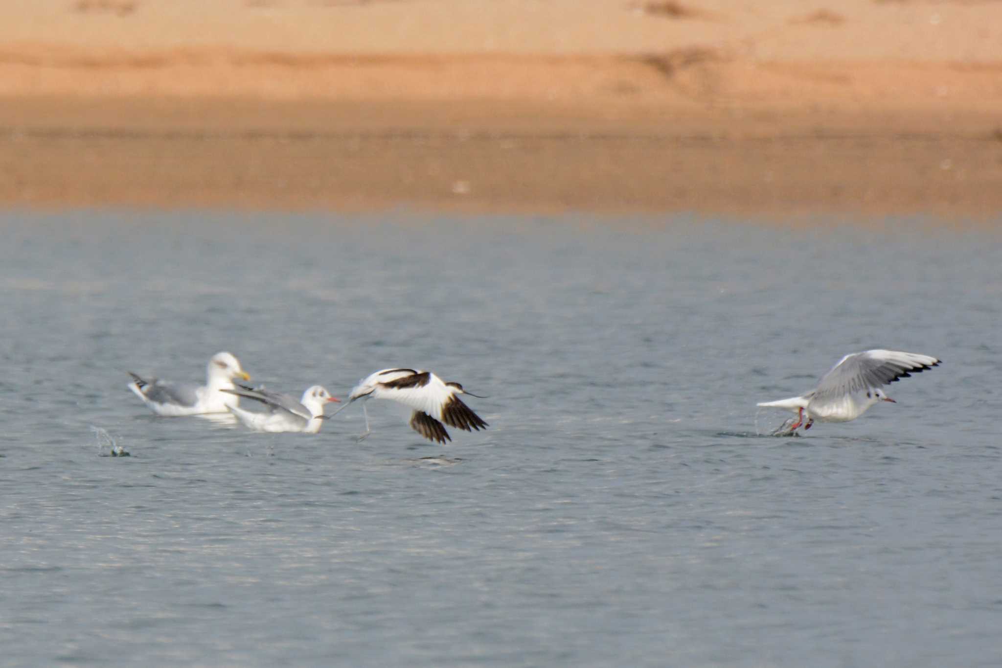 Photo of Pied Avocet at 鈴鹿川派川河口 by 倶利伽羅