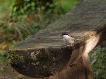 Marsh Tit Tomakomai Experimental Forest Thu, 10/6/2016