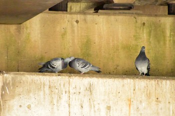 Mon, 11/23/2020 Birding report at 芝川第一調節池(芝川貯水池)