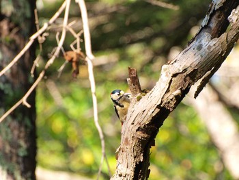 エゾアカゲラ 北大研究林(北海道大学苫小牧研究林) 2016年10月6日(木)