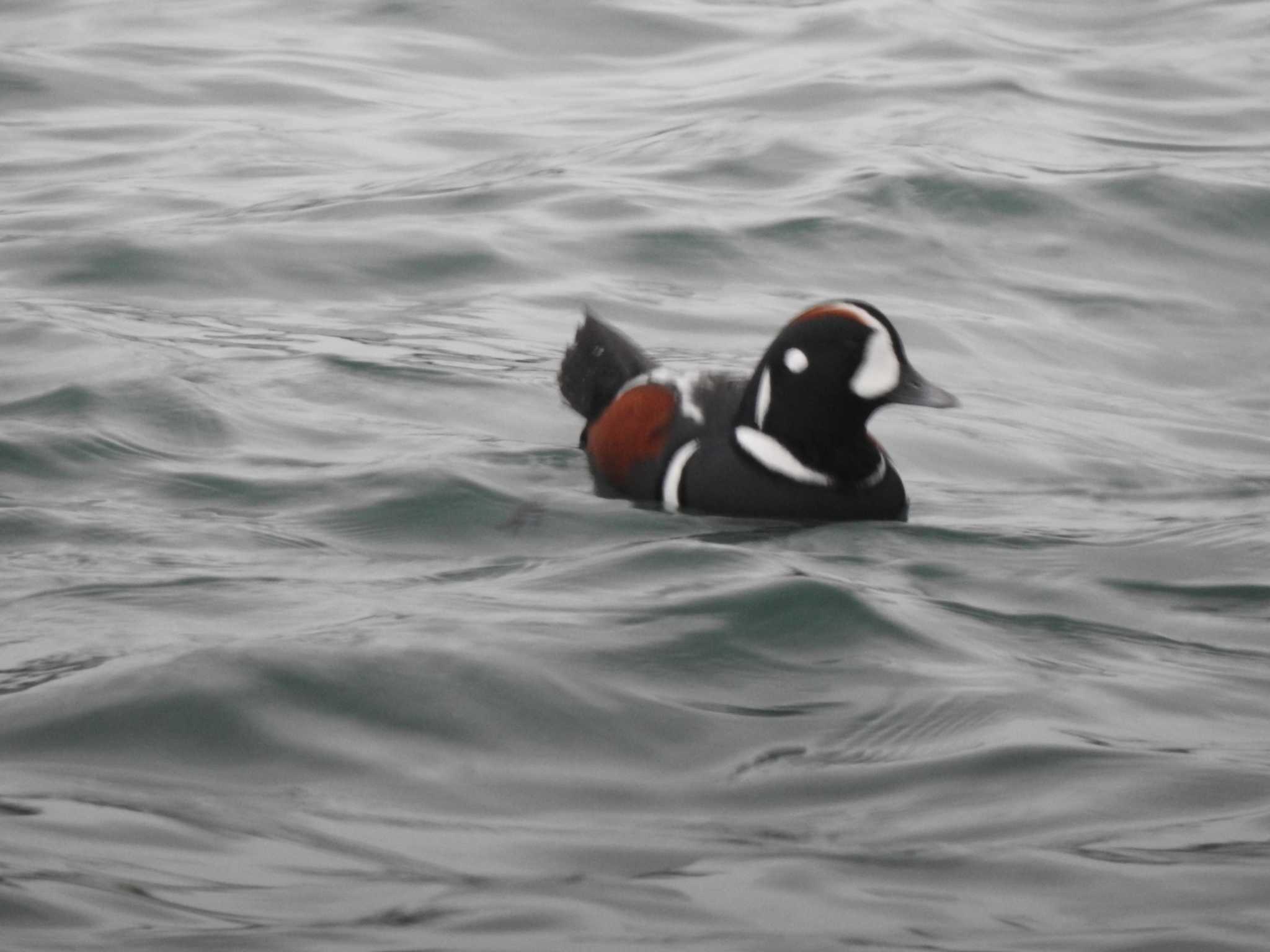 Harlequin Duck