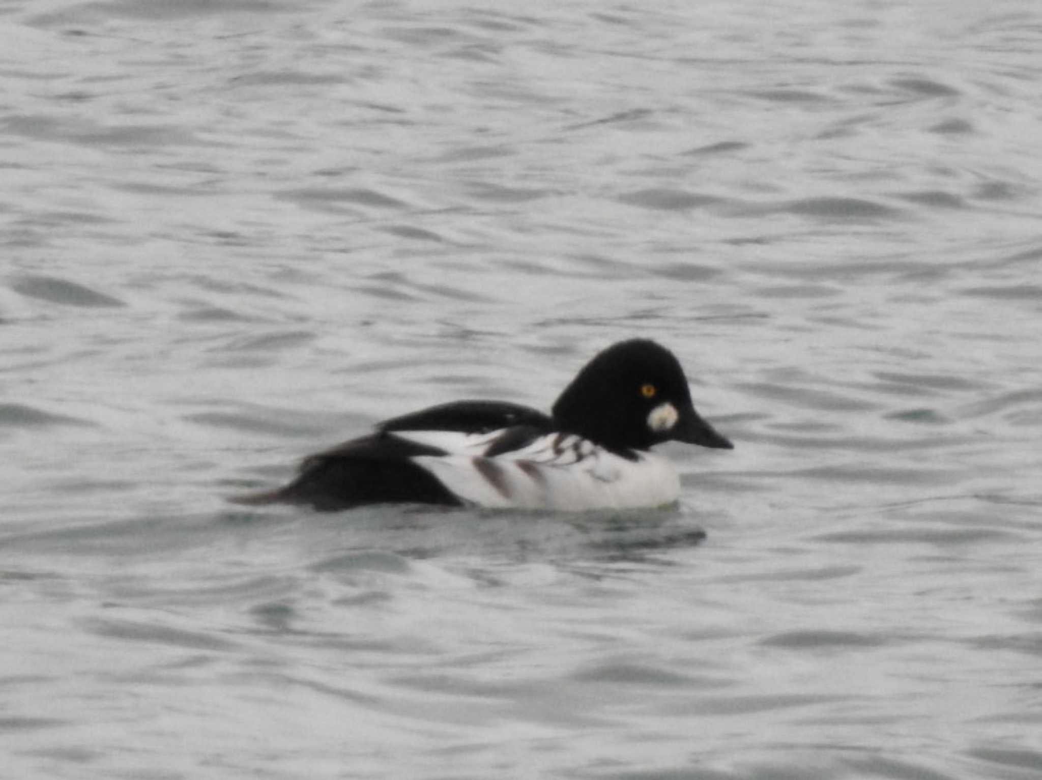 Common Goldeneye