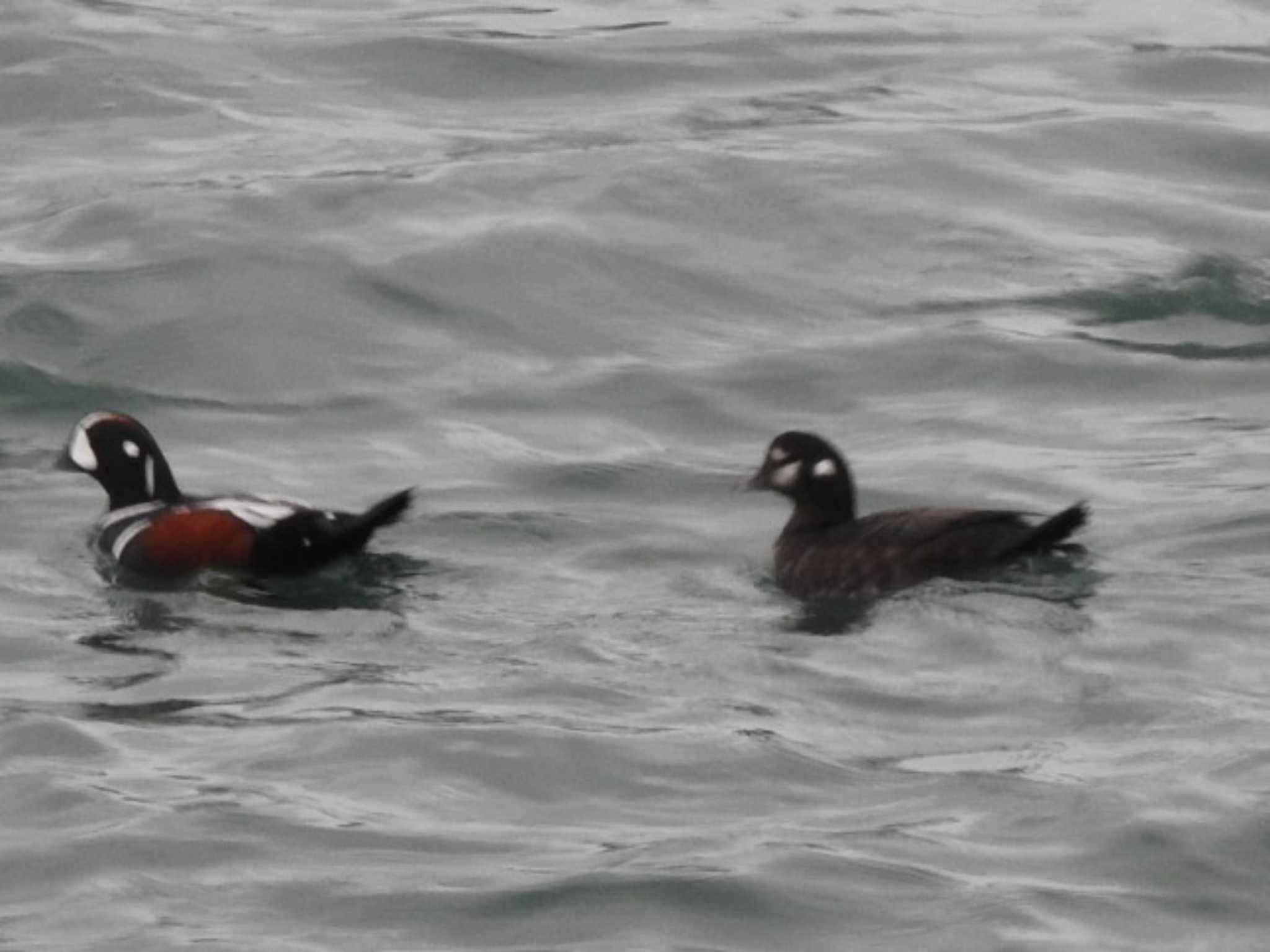 Harlequin Duck