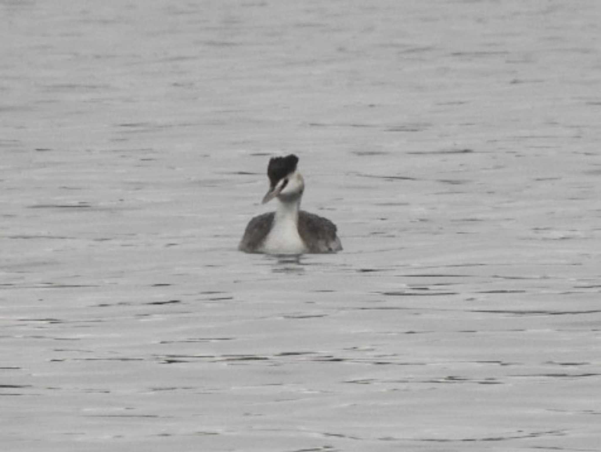 Great Crested Grebe