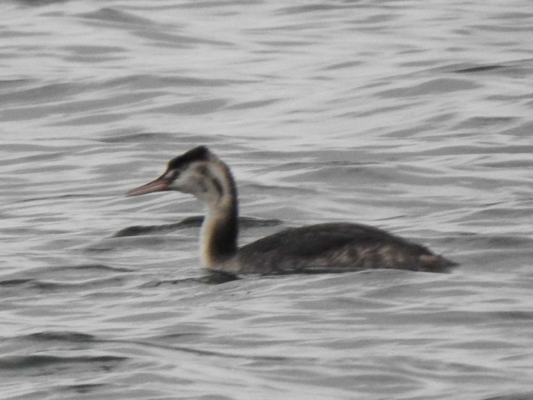 Photo of Great Crested Grebe at 十勝港 by ノビタキ王国の住民 