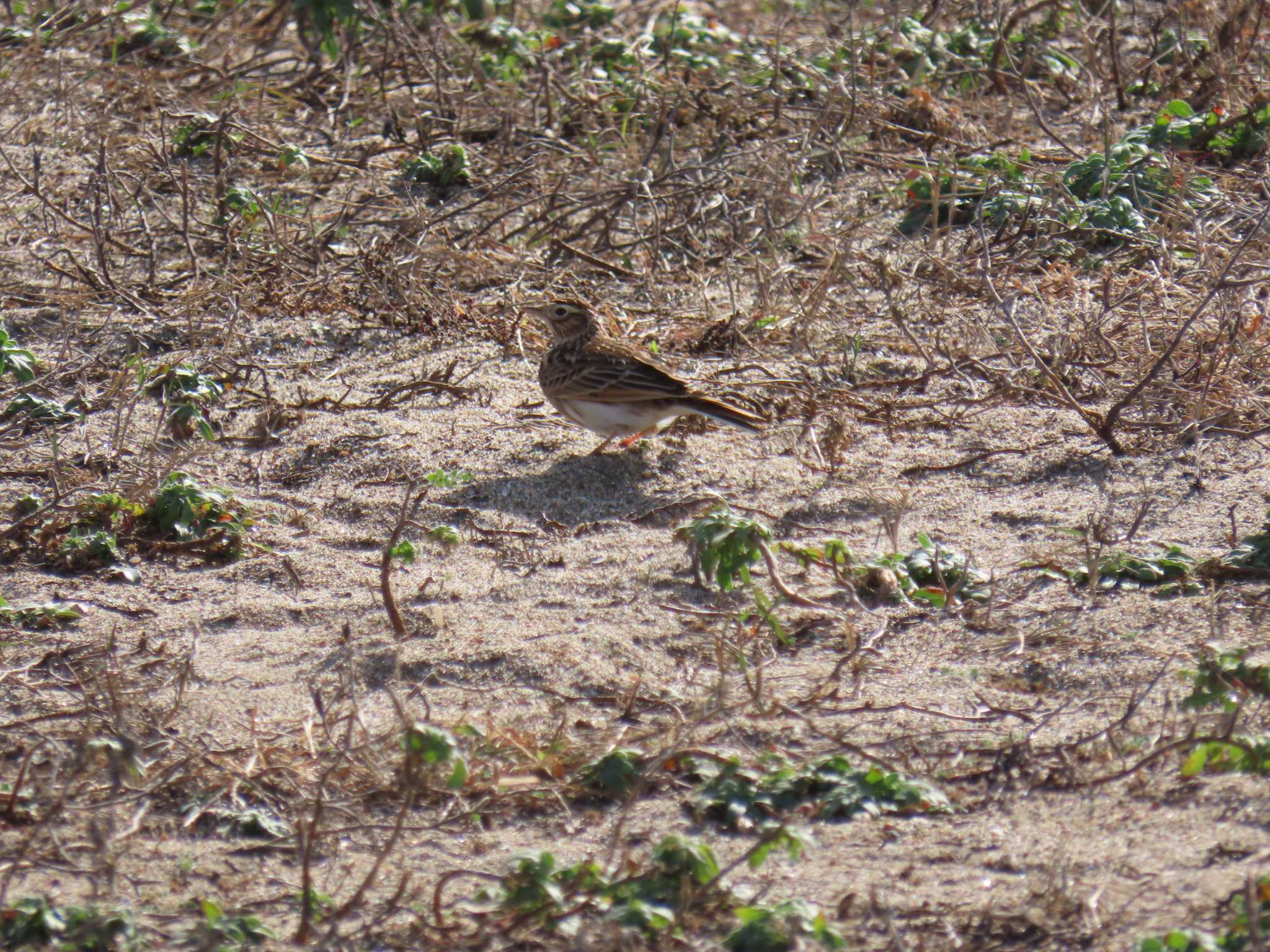 Photo of Eurasian Skylark at 君ヶ浜しおさい公園 by 鰰