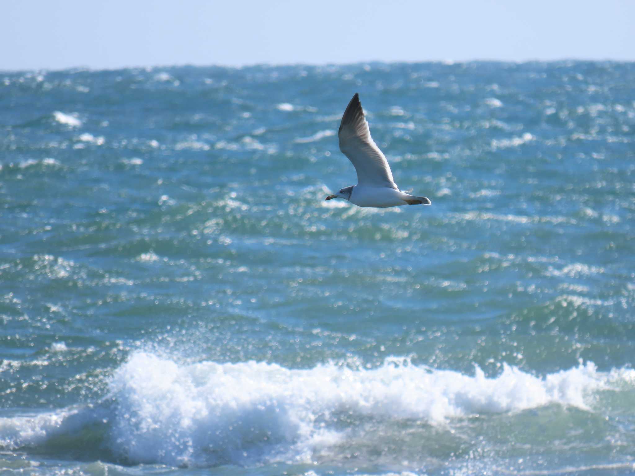 Photo of Black-tailed Gull at 君ヶ浜しおさい公園 by 鰰