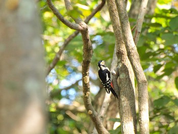 Great Spotted Woodpecker(japonicus) 萩の里自然公園（白老） Tue, 10/11/2016