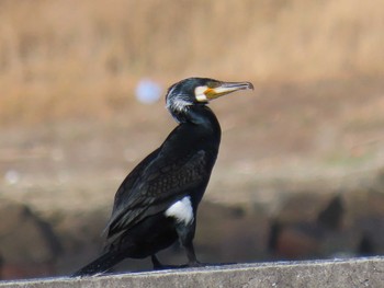 カワウ 君ヶ浜しおさい公園 2020年11月23日(月)