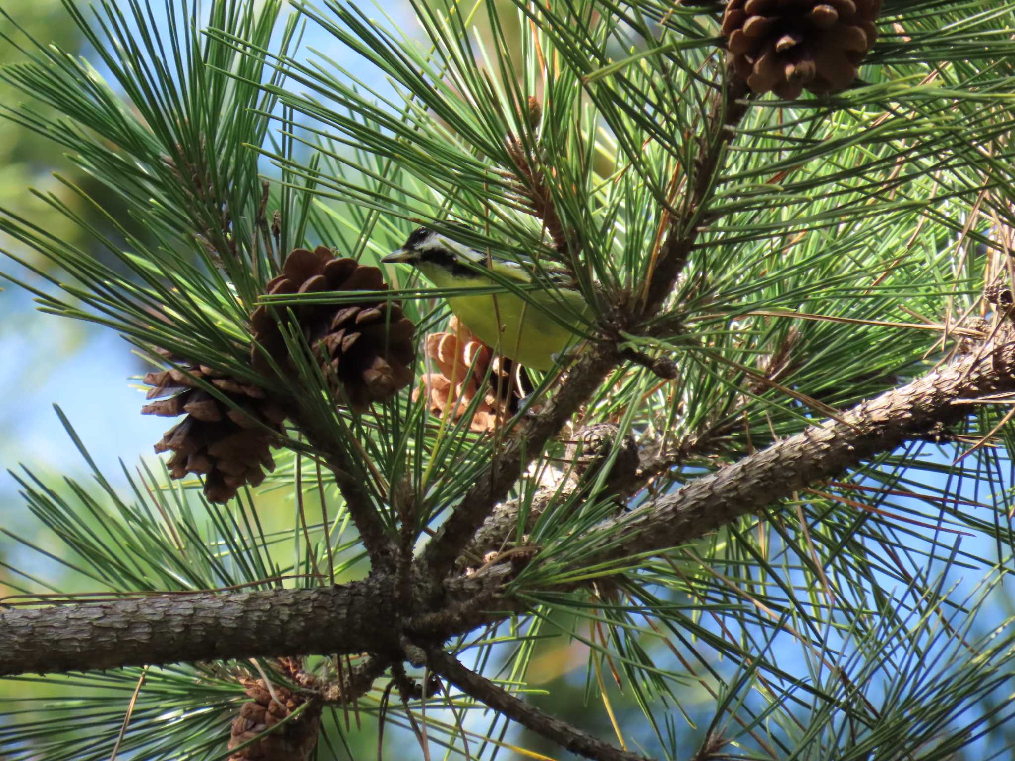 Yellow-bellied Tit