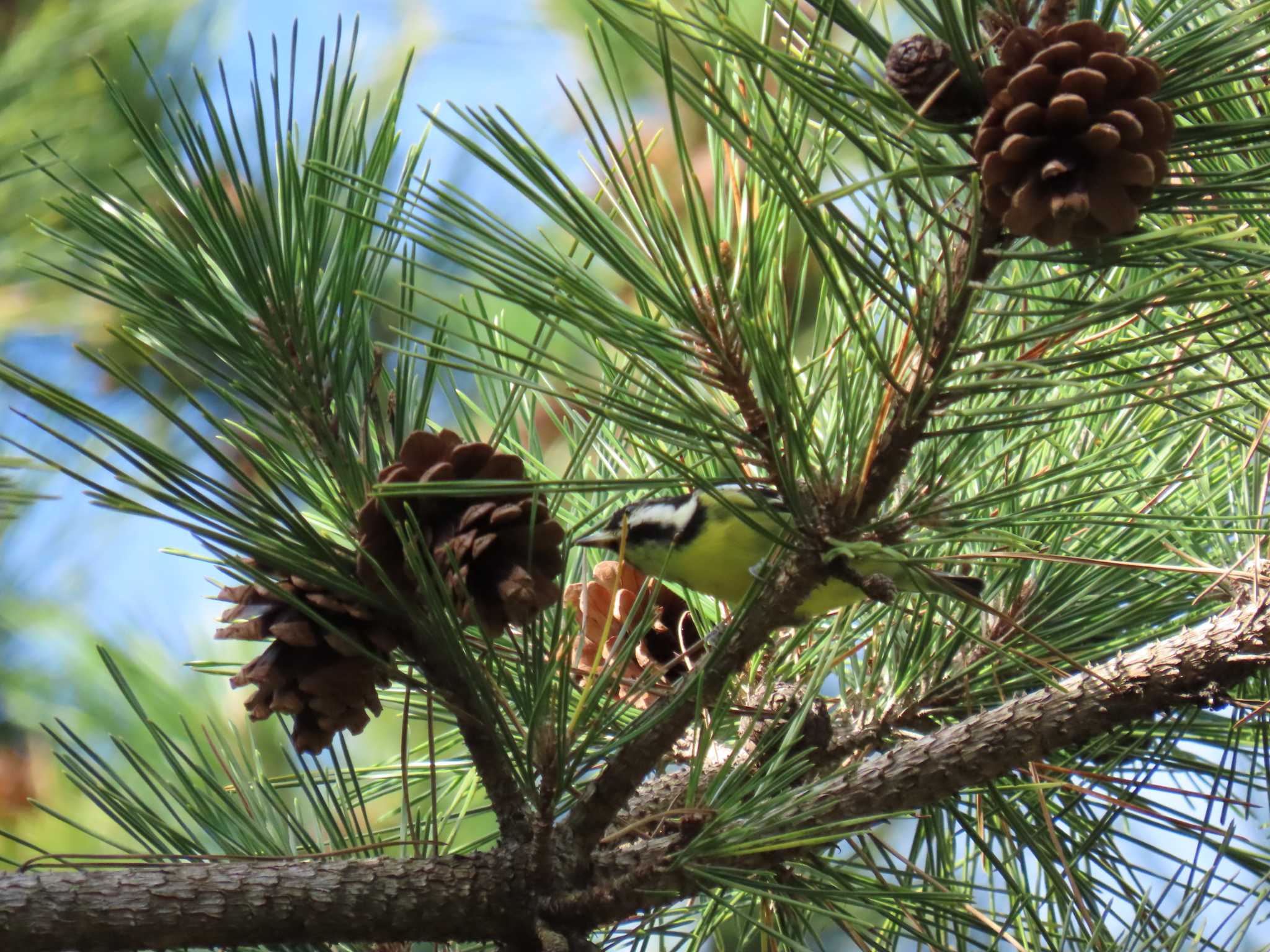 Yellow-bellied Tit