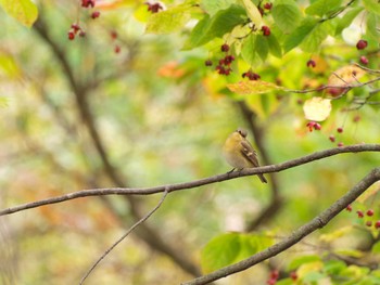 Mugimaki Flycatcher 絵鞆半島 Wed, 10/12/2016