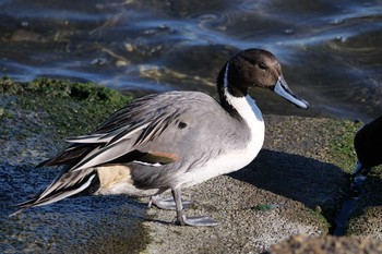 Northern Pintail 日の出三番瀬沿い緑道 Mon, 11/23/2020