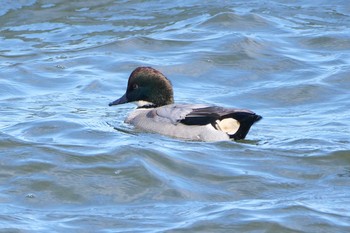 Falcated Duck 日の出三番瀬沿い緑道 Mon, 11/23/2020