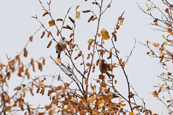 Common Redpoll 札幌市 Mon, 11/23/2020