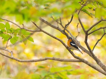 Mugimaki Flycatcher 絵鞆半島 Wed, 10/12/2016