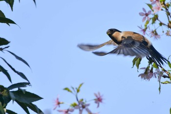 Eurasian Bullfinch 千葉県習志野 Sun, 11/22/2020