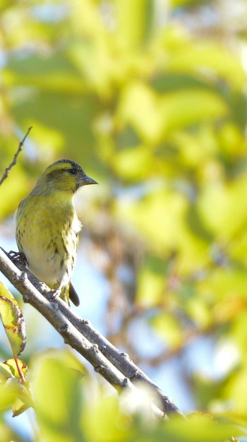 Eurasian Siskin Mizumoto Park Wed, 11/11/2020