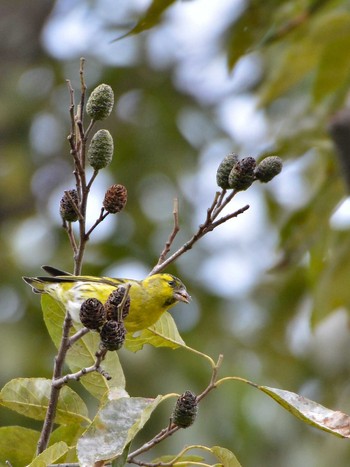 Eurasian Siskin Mizumoto Park Sun, 11/8/2020