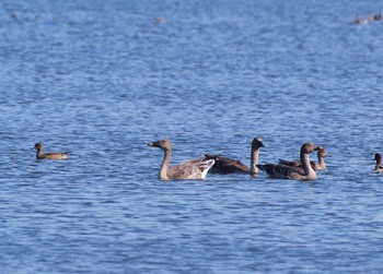 Taiga Bean Goose Lake Utonai Fri, 10/7/2016