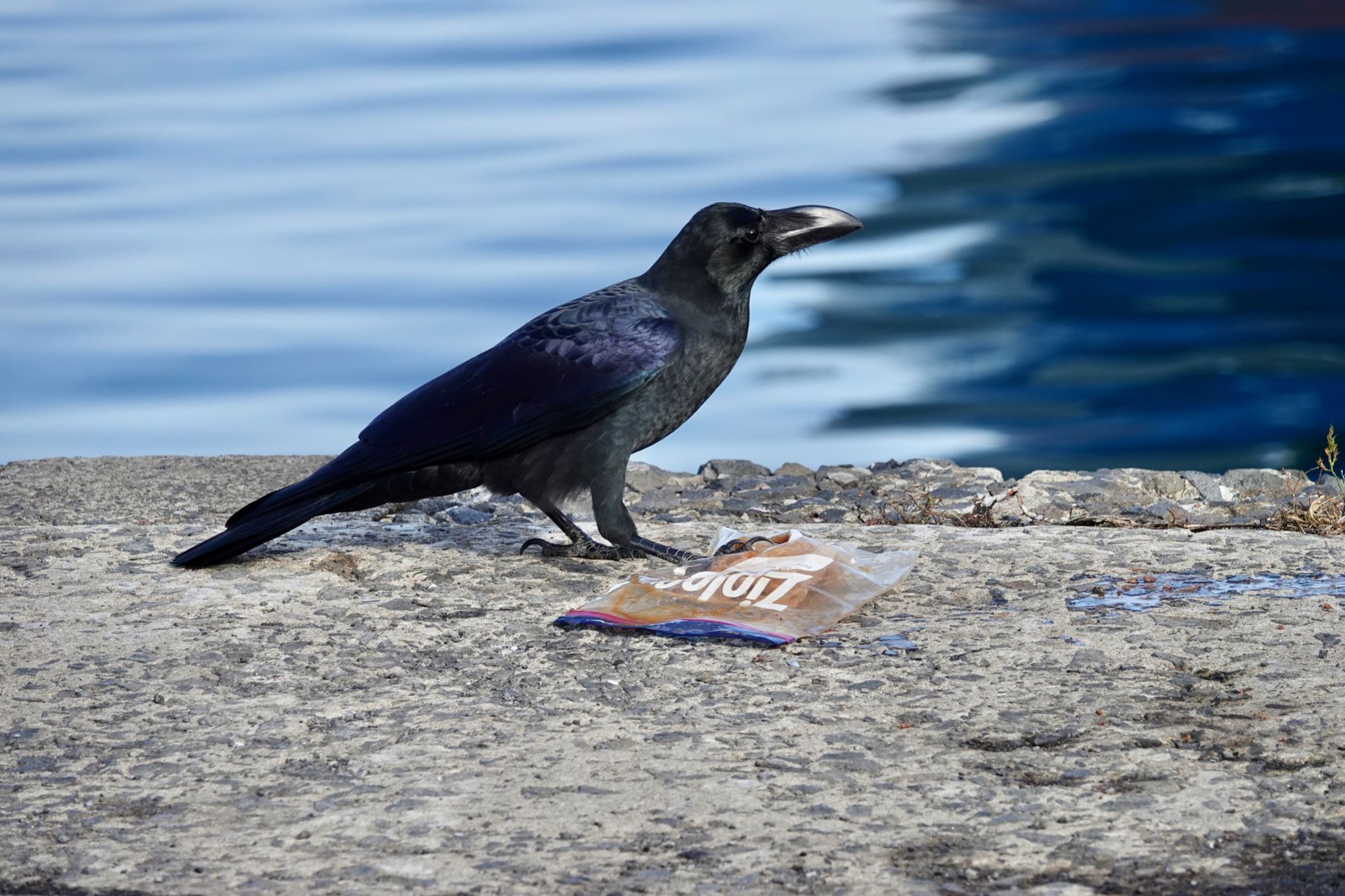 Large-billed Crow