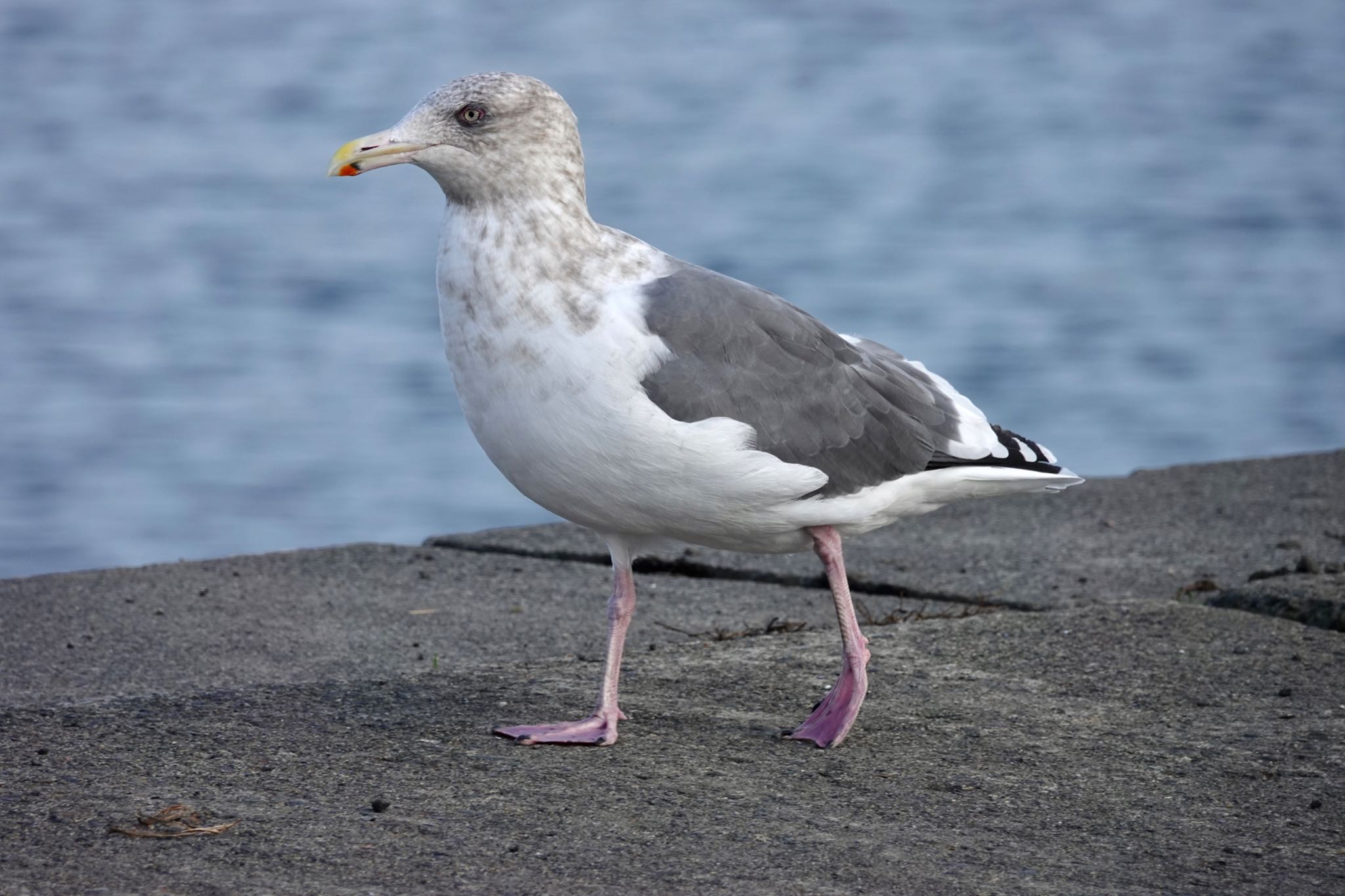 Vega Gull