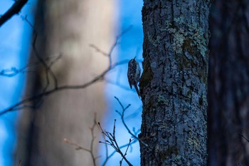 キバシリ 戸隠森林植物園(戸隠森林公園) 2020年11月22日(日)